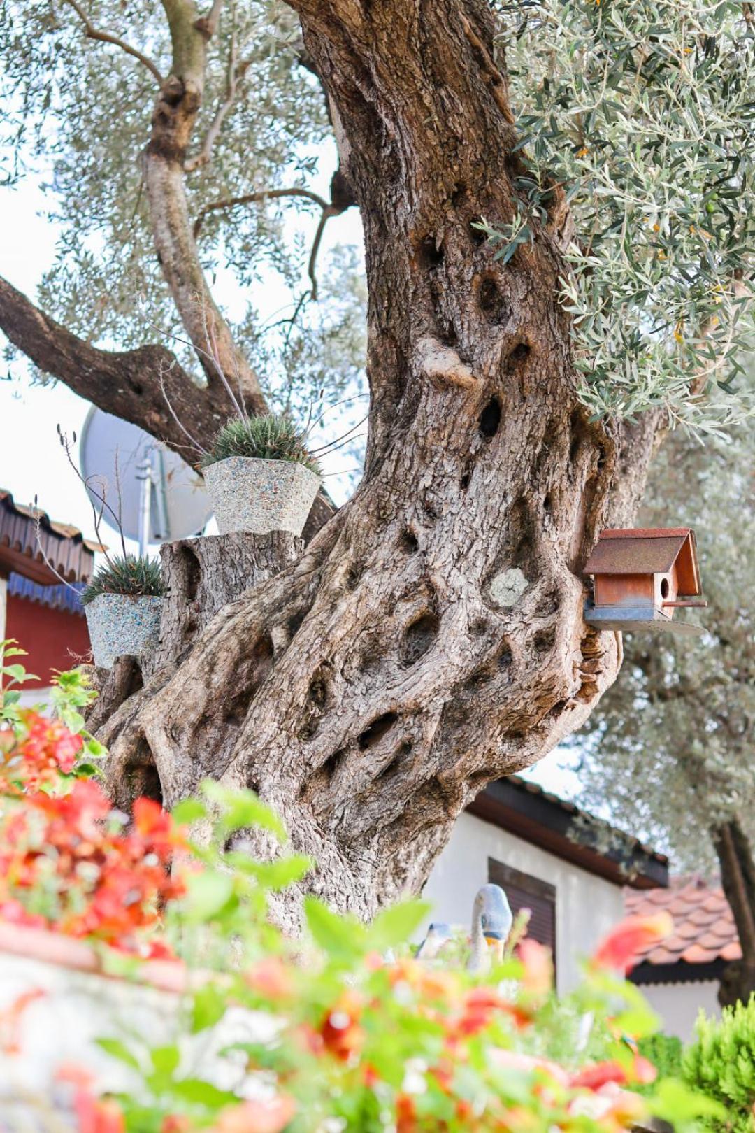 Hilja'S Oliven Garden Bungalows Улцин Екстериор снимка